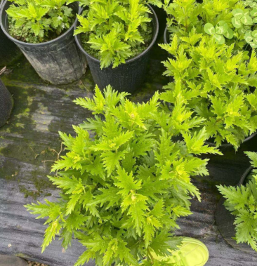 蓝雾花杯苗蓝雾花2加仑杯蓝雾花成都基地实拍