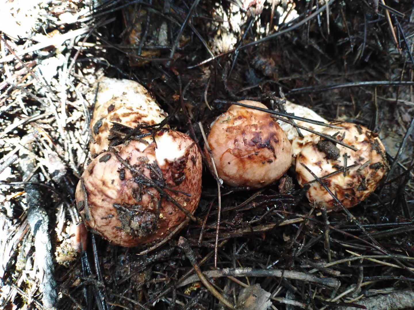 图片说明:在云南高海拔地区的松树林中,新鲜松茸从厚厚的落叶层中探出头来 云南高山森林中的松茸