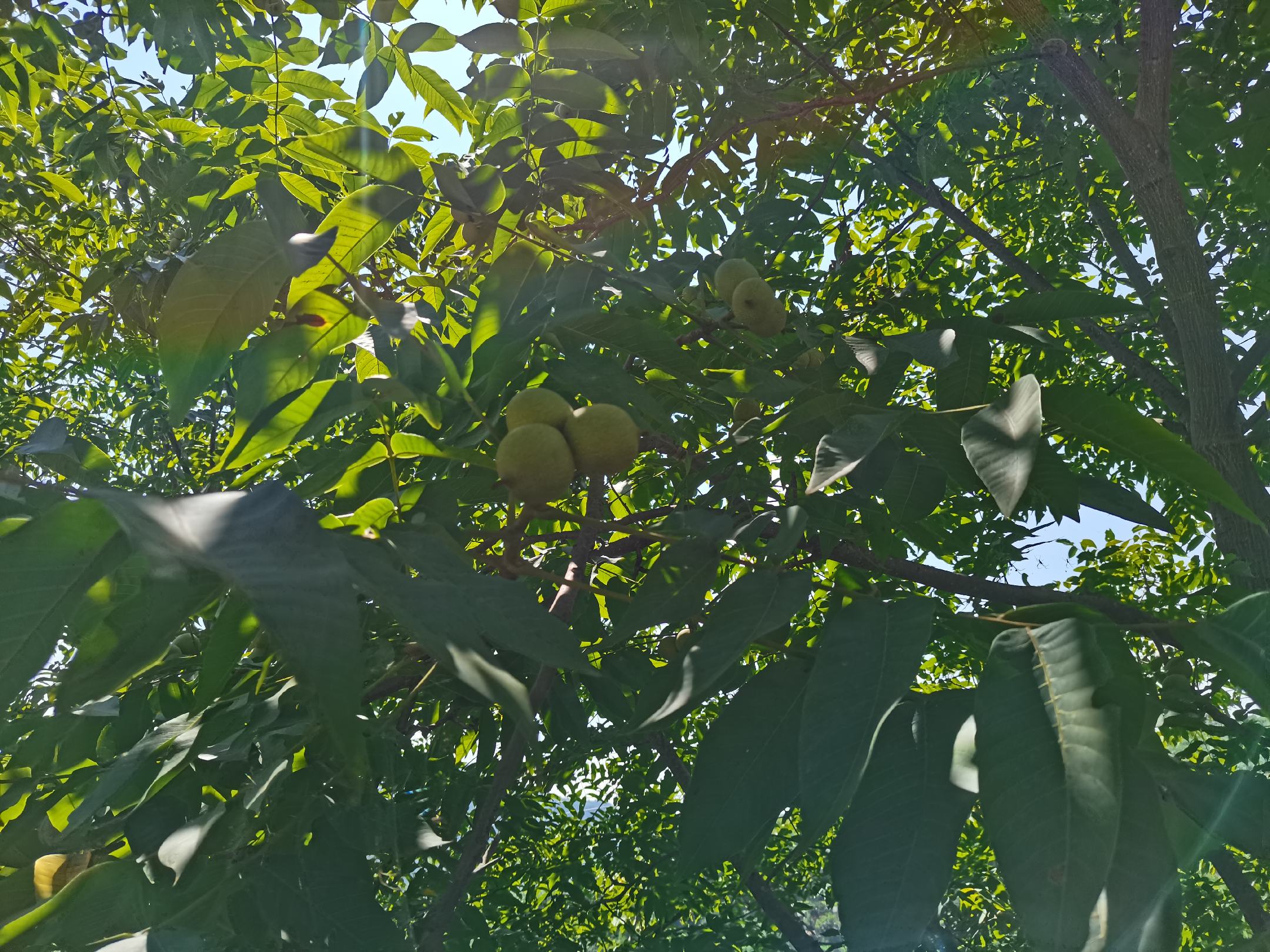 一棵成年香玲核桃树,枝条上挂满成熟果实,绿皮裂开露出浅棕色薄壳核桃,背景为丘陵果园环境,阳光充足,树木排列整齐 香玲核桃树挂果实景图
