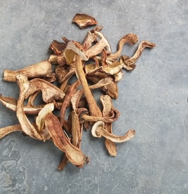 美味黄牛肝菌黄荞面菌