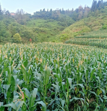 [糯玉米批发]京科糯928价格2.10元/斤 - 一亩田