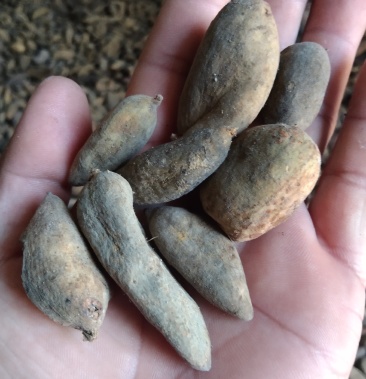 [五倍子批发]五倍子价格22.00元/公斤 - 一亩田