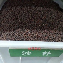 朴树种子大叶小叶朴树种籽黄果朴白麻子朴榆朴仔树沙朴庭院