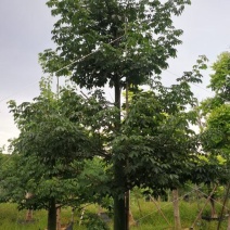 大量出售各规格，大腹木棉