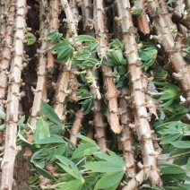 面包木薯种苗种子种茎黄心黄肉木薯种白肉木薯种甜木薯杆