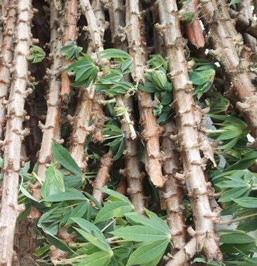 面包木薯种苗种子种茎黄心黄肉木薯种白肉木薯种甜木薯杆