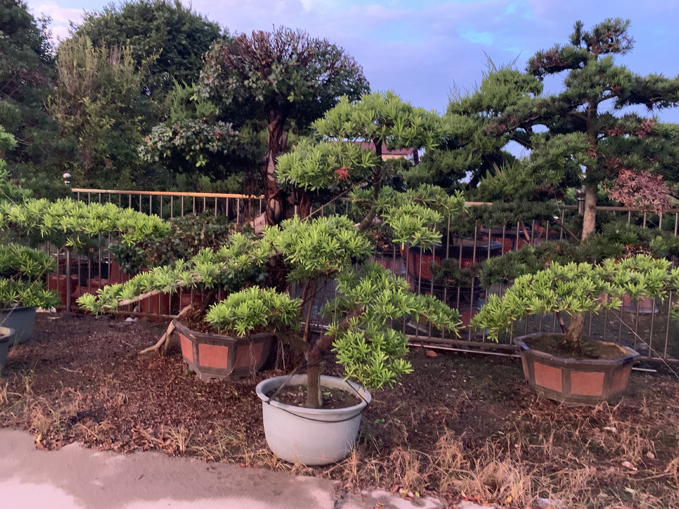 精致的罗汉松盆景展示,展现其在园艺设计中的艺术美感 罗汉松盆景展示图