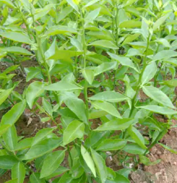 [柑桔苗批发]爱莎柑橘苗价格5.00元/棵 - 一亩田