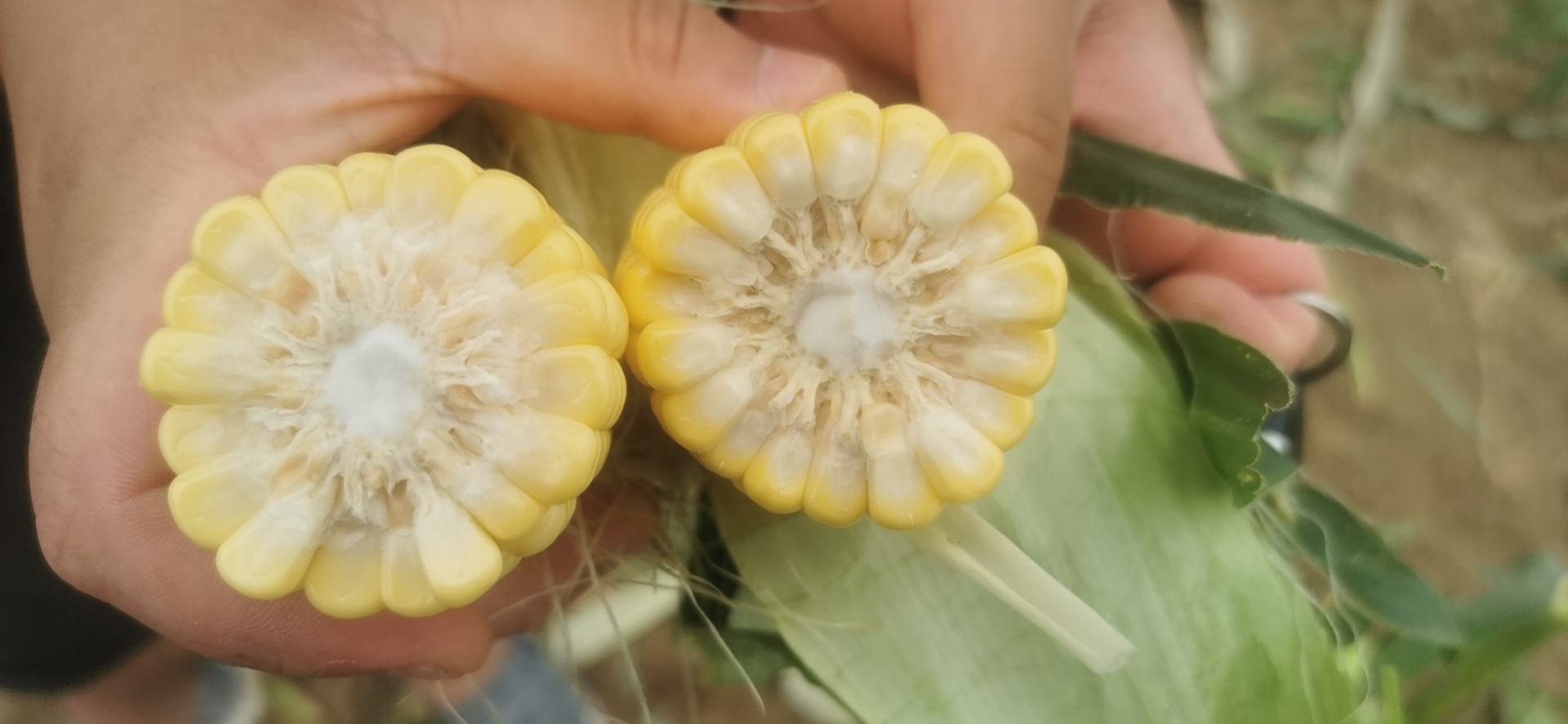 新鲜采收的黄甜玉米果穗横切面高清特写,显示典型高糖型籽粒结构——胚乳饱满、角质层薄、糖液微渗,体现NY/T 523-2021标准中‘一级果穗’品质特征 甜玉米横切特写:金黄色饱满籽粒排列整齐,表面湿润有光泽,背景为竹制蒸笼与白色瓷盘