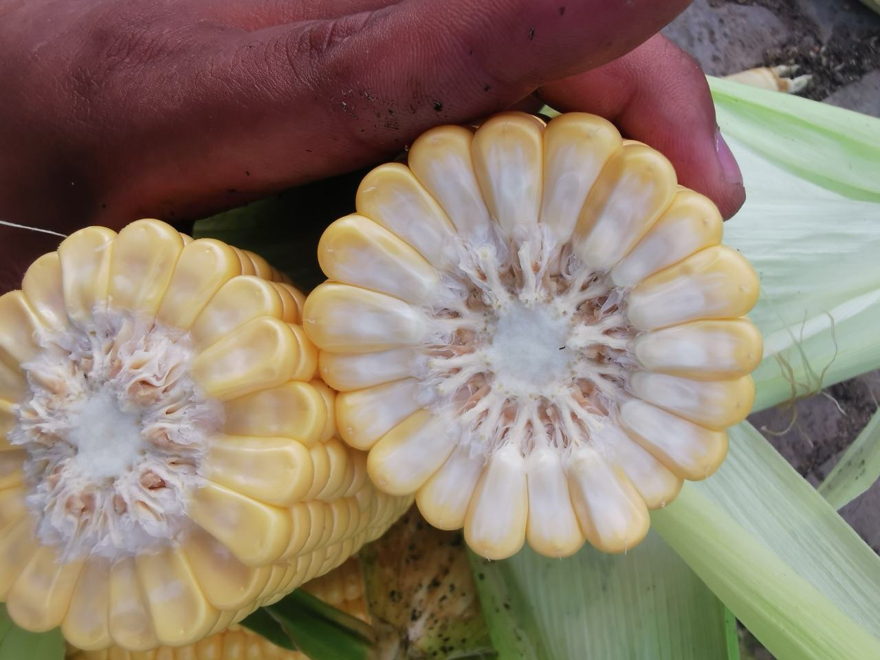 切开的甜玉米与糯玉米横截面对比