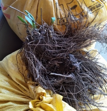 [苍术批发]朱砂点北苍术鲜货价格12.00元/斤 - 一亩田