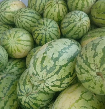 [西瓜批发]宁夏西沙西瓜价格0.55元/斤 - 一亩田