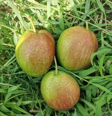 [新梨7号批发]新梨七号皮薄肉厚核小还无渣价格1.20元/斤 - 一亩田