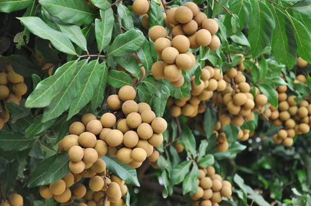 石硖龙眼果实特写