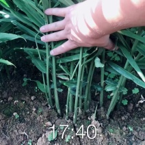 云南小黄姜