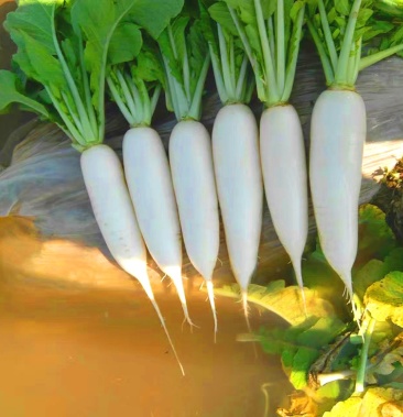 选购链接夏季抗热萝卜种子夏秋白萝卜种子耐热耐湿58天