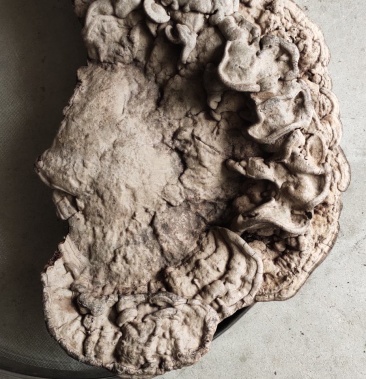 树舌灵芝野生山林大个树舌瓶盖树舌摆件