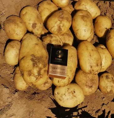 [土豆批发]希森六号价格0.70元/斤 - 一亩田