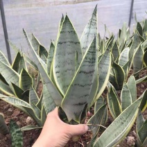 虎皮兰白雪白金稀有品种漳州基地直发大量供应