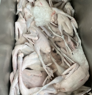 广东黑棕鹅棚鹅乌棕鹅净膛大鹅深井烧鹅茶餐厅烧腊食材