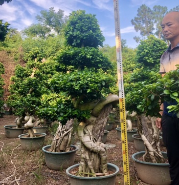 [榕树批发]造型小叶榕盆景榕树桩头抱石根提根榕基地直销价格900.