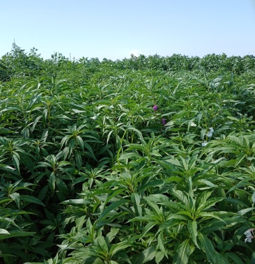 [透骨草批发]凤仙透骨草价格3000.00元/吨 - 一亩田