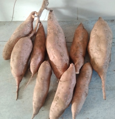 红薯龙薯九号/沙地种植个头均匀口感好/无虫眼/无裂口