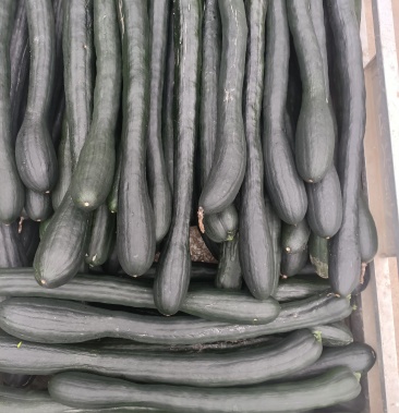 [牛腿南瓜批发]欢迎老板 合作 共赢价格0.30元/斤 - 一亩田