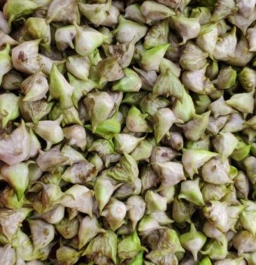 [菱角批发]溱潼特色活水四角菱价格3.50元/斤 - 一亩田