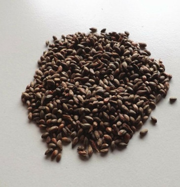 油松种子黑松种子,华山松种子,松树类种子齐全,品种多样