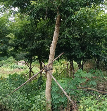 推薦海南黃花梨樹廣東雲浮黃花梨樹產地直銷