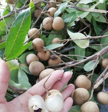 山领拍摄 大乌圆龙眼 肉厚个大甜大量上市 老板喜欢的来购