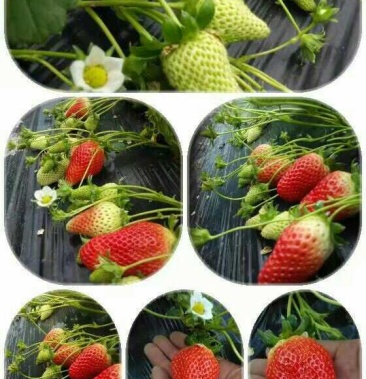 章姬草莓苗批发 品种纯 脱毒 裸根苗 穴盘苗 成活率高