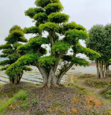 [石楠樹批發]造型欏木石楠 湖南移栽欏木石楠價格2500.