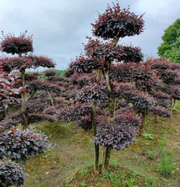 造型红花继木 红桎木桩景起苗