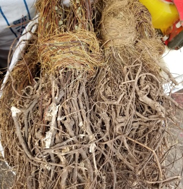 鸡骨草泰国野生鸡骨草进口鸡骨草细叶根头粗