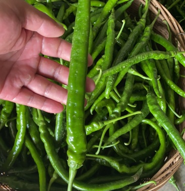 [线椒批发]青红线椒价格1.50元/斤 - 一亩田