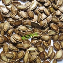 香如蜜火腿甜瓜种子种籽阳台盆栽四季播种可食用特色蔬菜瓜果