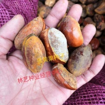 蛋黄果种子鸡蛋果种子可嫁接仙桃量大优惠