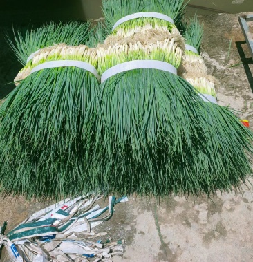 大葱四季葱大量上市质量很好需要的老板请联系