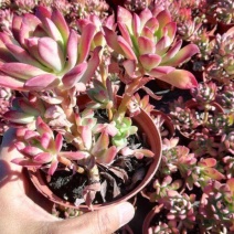 老桩红稚莲多肉植物盆栽多头群生爆盆小叮当锦肉肉绿植花卉