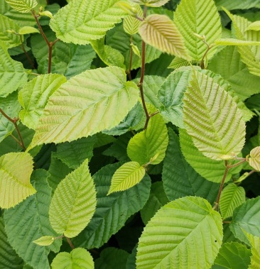 千金榆苗,半拉子苗,鹅耳枥苗,千金榆小苗