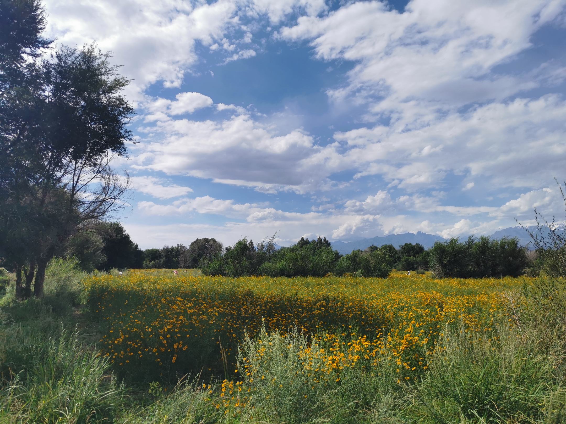 展示新鲜或干燥的胎菊王菊花,背景为自然田园风格 胎菊王菊花茶原材料展示