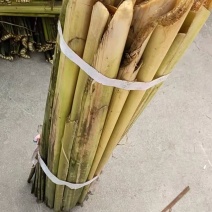 蒲草根