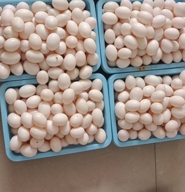 [鸽子蛋批发]新鲜鸽子蛋原粮喂养,现捡现发,质量保证,价格3.