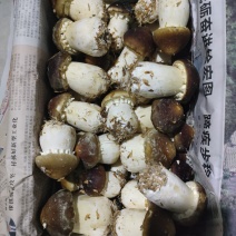 球盖菇