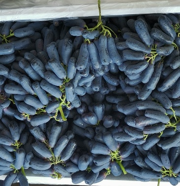 [蓝宝石葡萄批发]蓝宝石,个大味甜价格10.00元/斤 - 一亩田