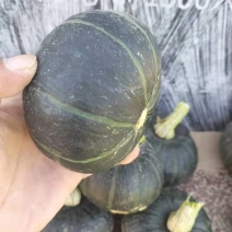 需要的大量有货枕头南瓜，金香南瓜
