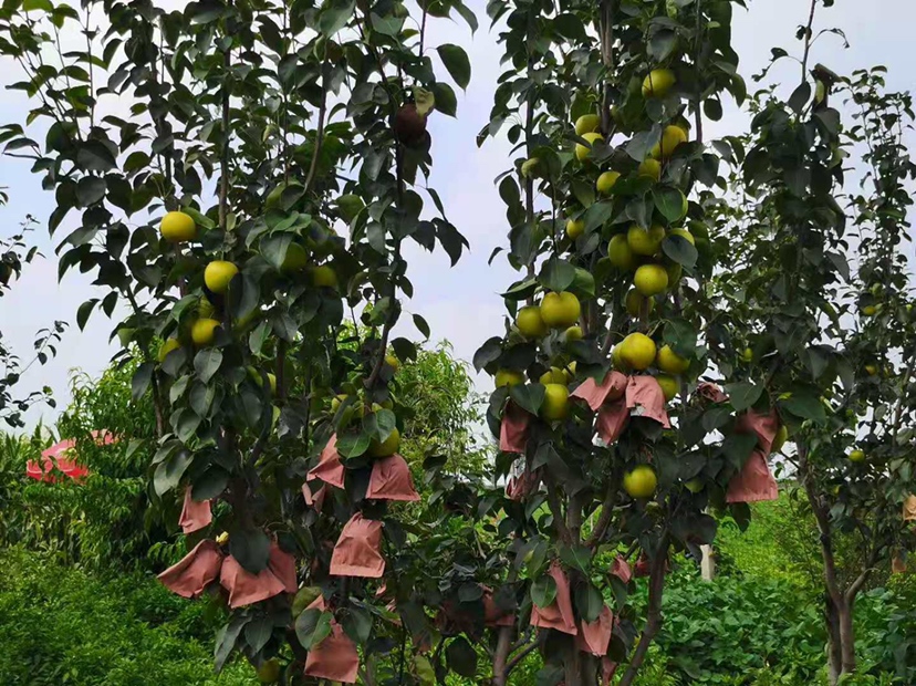 河北赵县皇冠梨标准化种植基地航拍：整齐的Y形整形树体，果实套白色双层纸袋，地面铺设反光膜；与之对比的山东莱阳丰水梨基地采用棚架栽培，果实套浅褐色单层蜡纸袋，行间生草覆盖