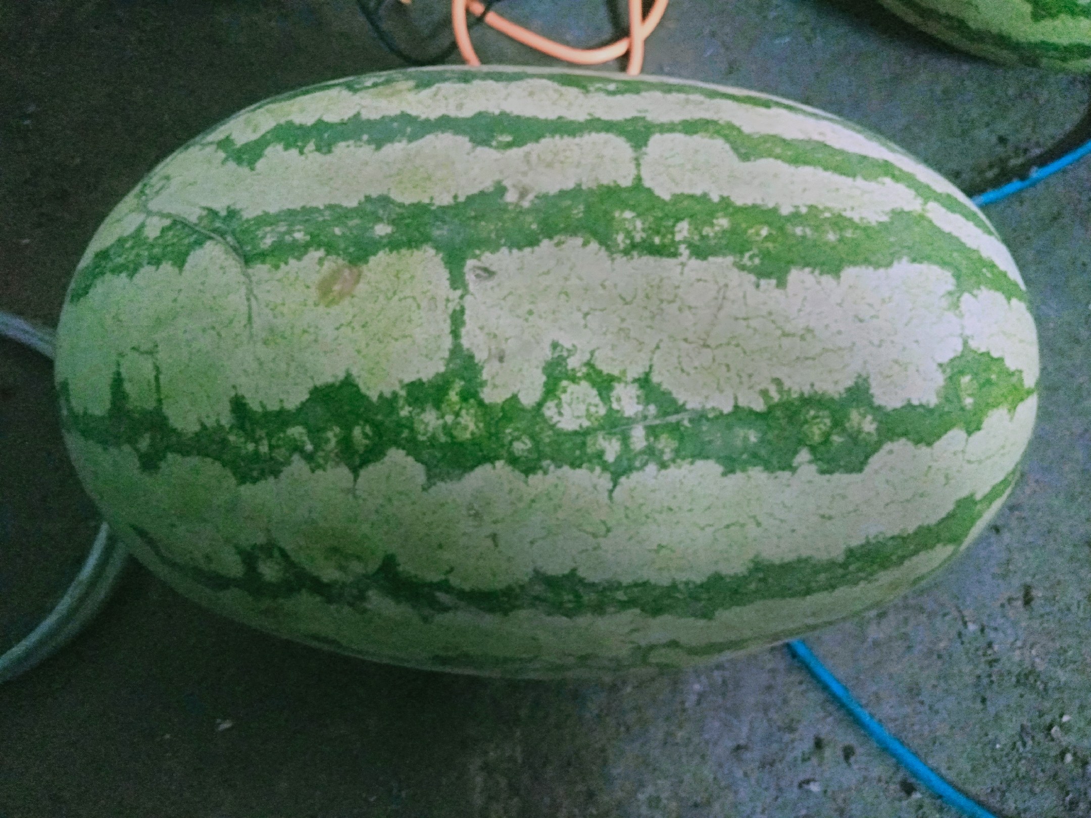 西瓜与健康饮食搭配示意图